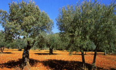 Le Cabinet accompagne un groupe hôtelier de luxe pour l’acquisition d’une société propriétaire d’un domaine viticole et oléicole.